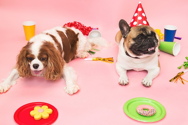Planning to celebrate your pet's birthday